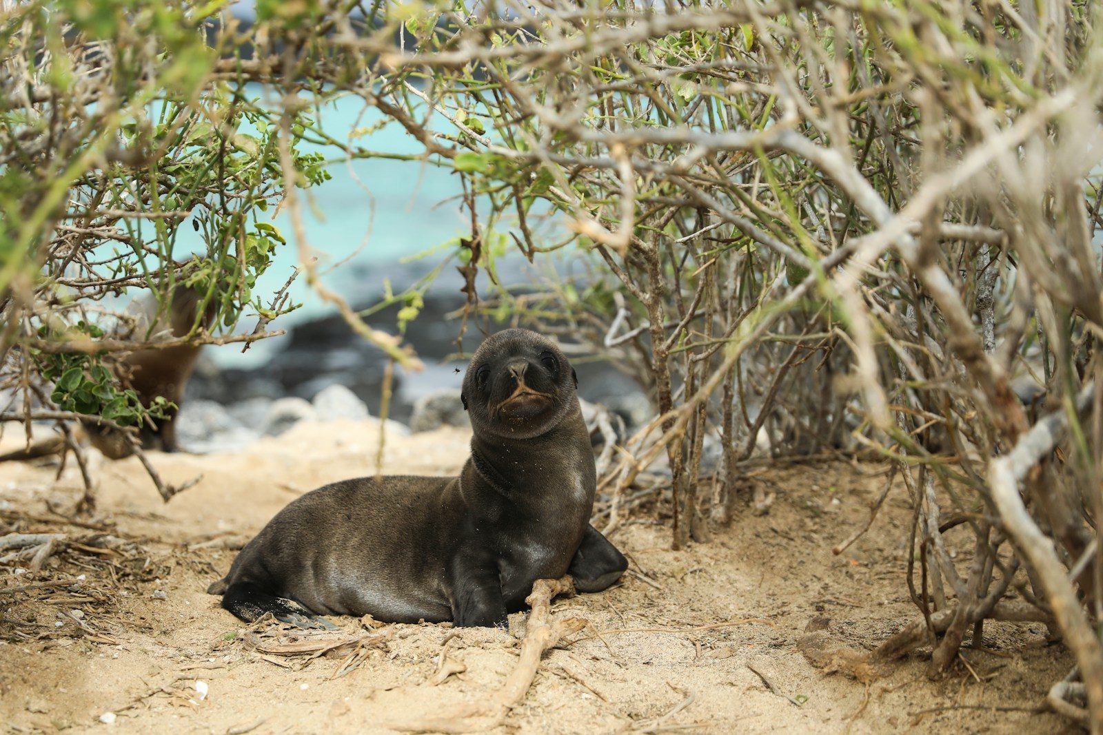 Watch a playful sea lion pup steal the show on the beach