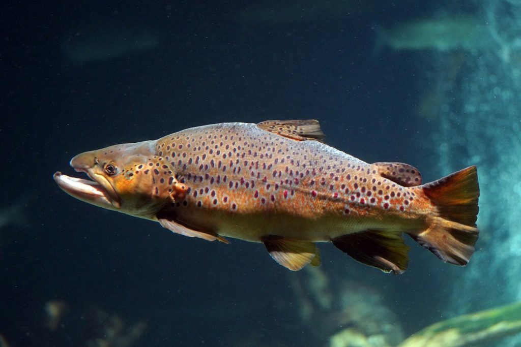 A brown trout swims gracefully underwater.