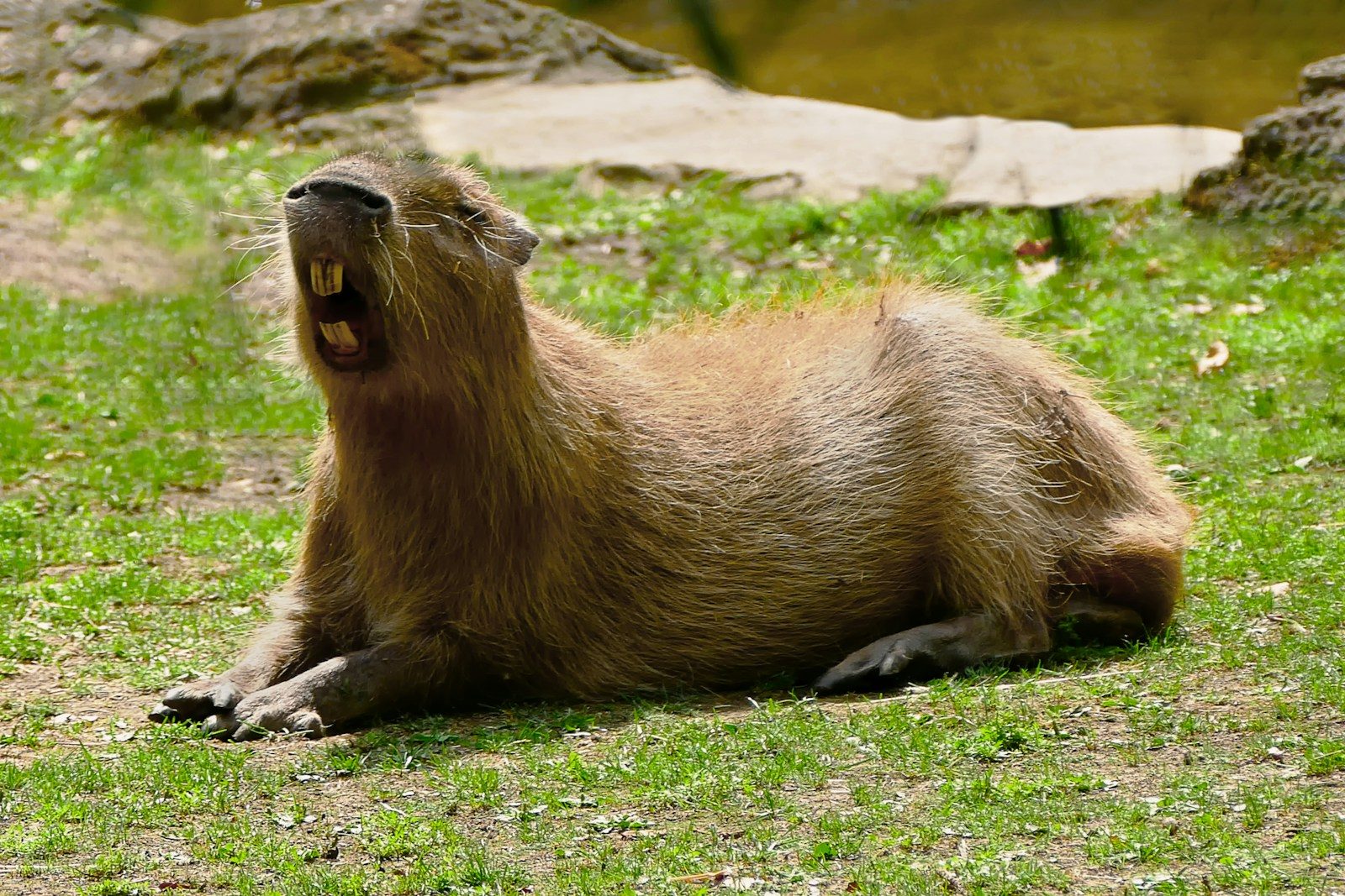 One rainy encounter turned a wild capybara into a loyal friend