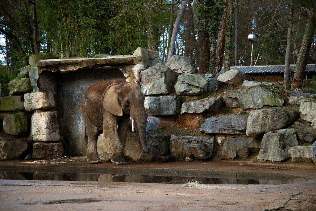 an elephant standing in front of a stone wall