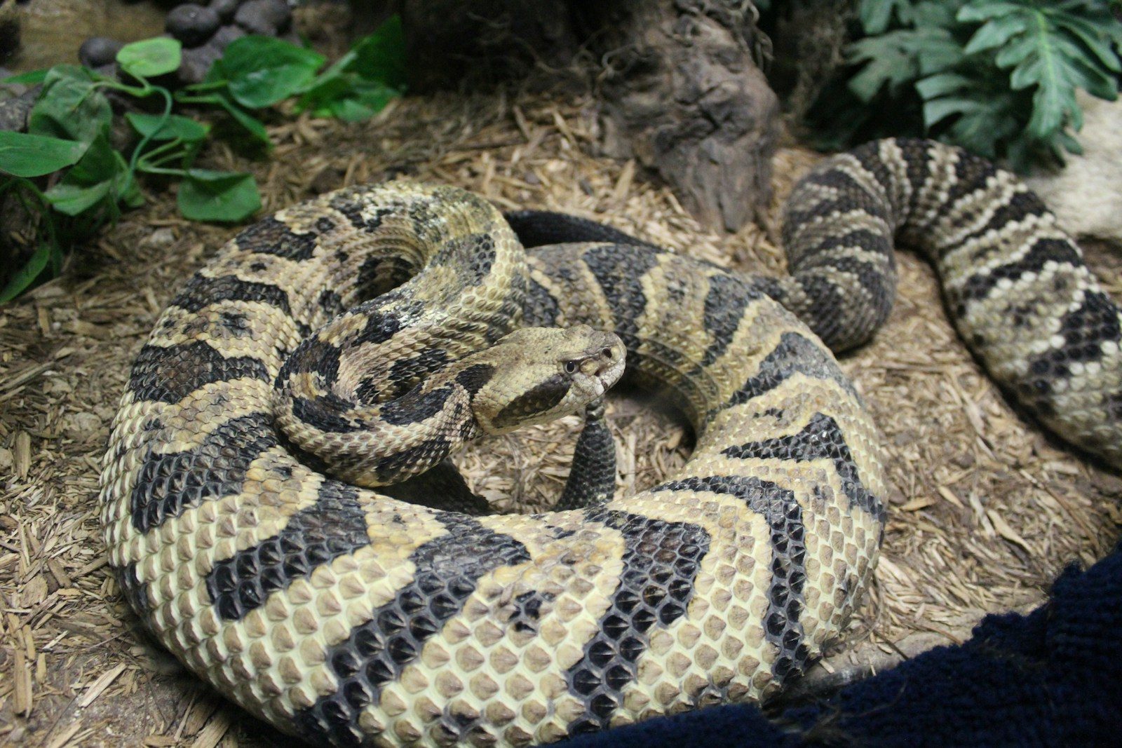 The animals that hunt deadly rattlesnakes