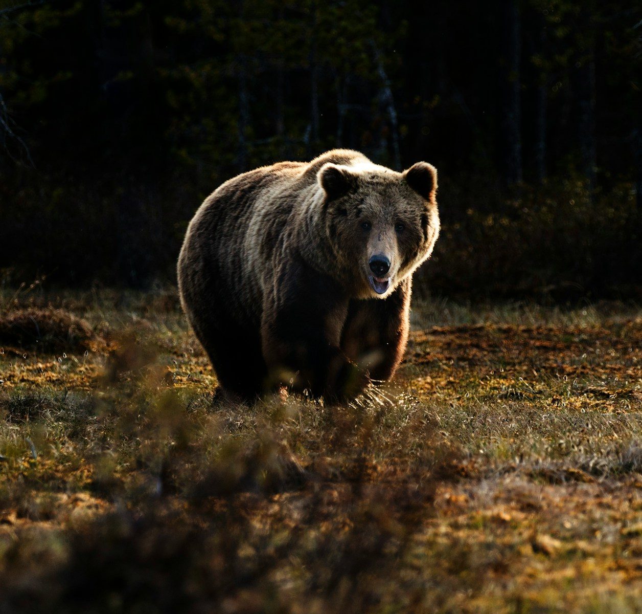 The filmmaker who loved bears until one killed him