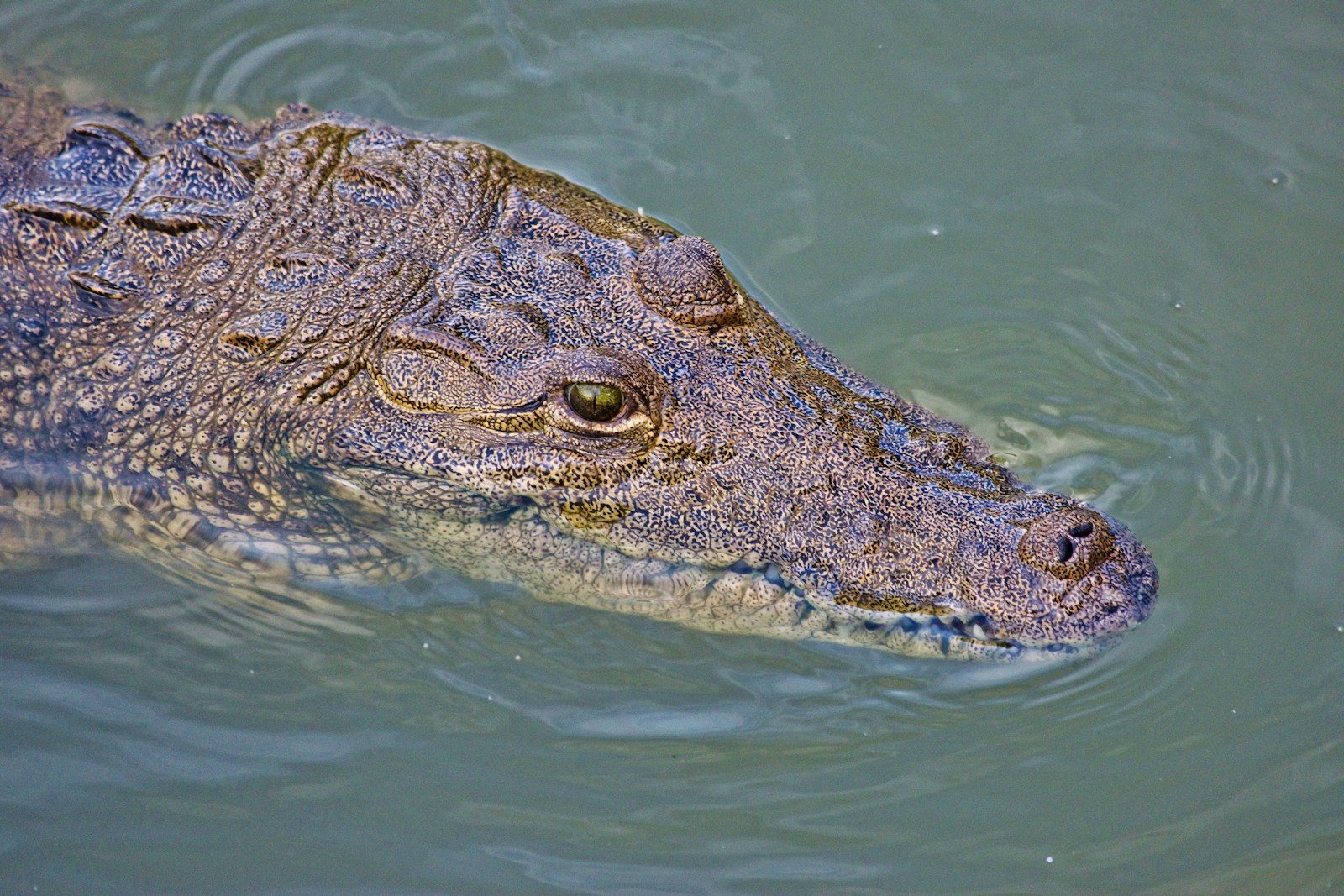 Crocodile drags kayaker underwater in deadly river attack