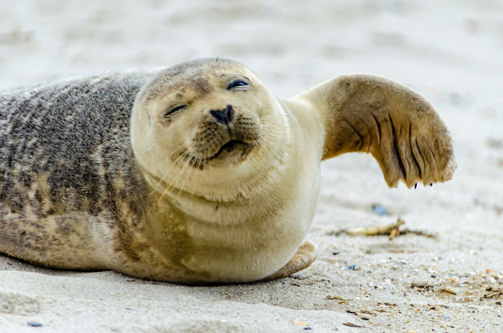 A leopard seal attack claimed a researcher’s life before her colleagues