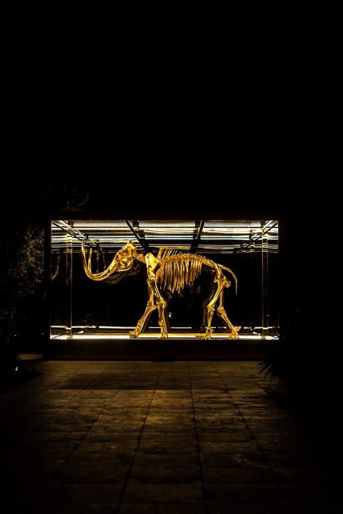 elephant skeleton in glass