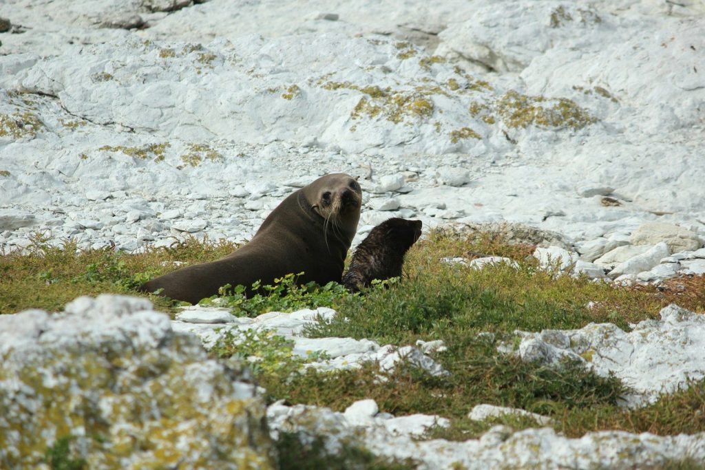 Two seals rest on a rocky, grassy landscape.