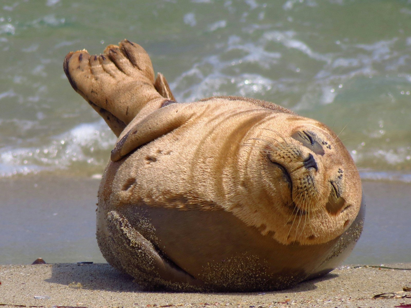 Why seals and sea lions survive the ocean in completely different ways