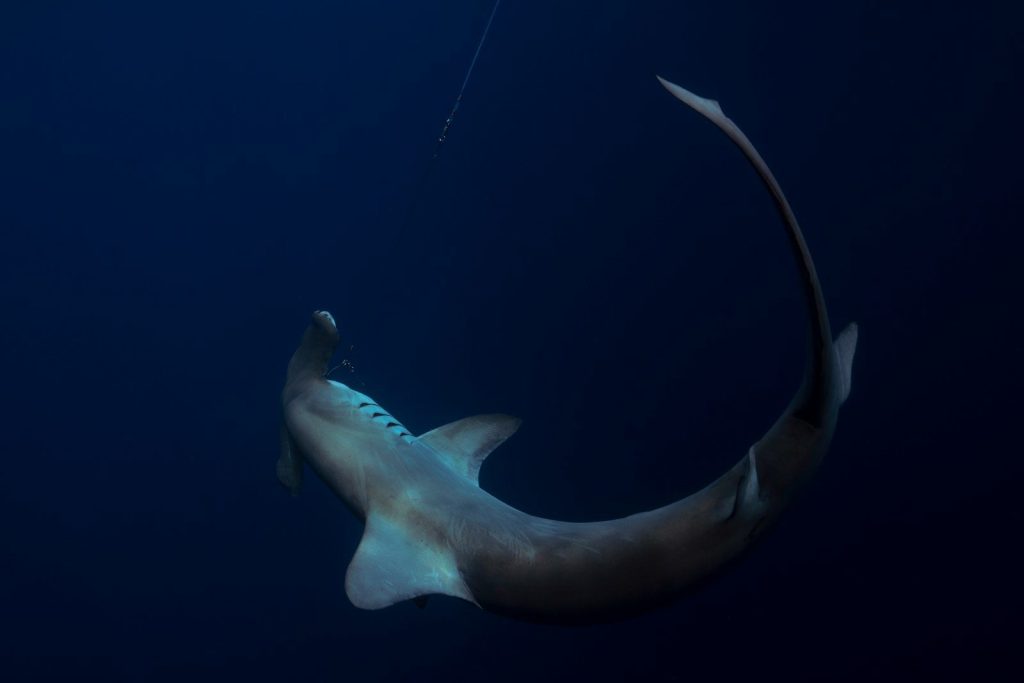 a large shark is hooked up to a hook