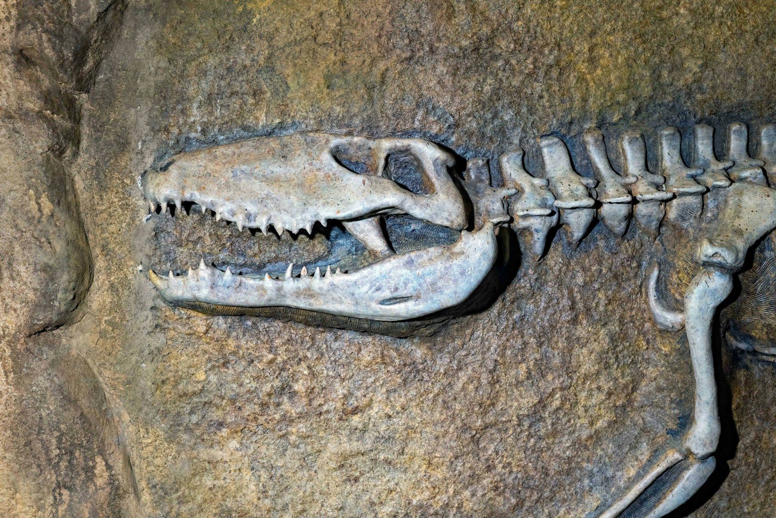 Decades-old fossil finally recognized as Antarctica’s first dinosaur bone