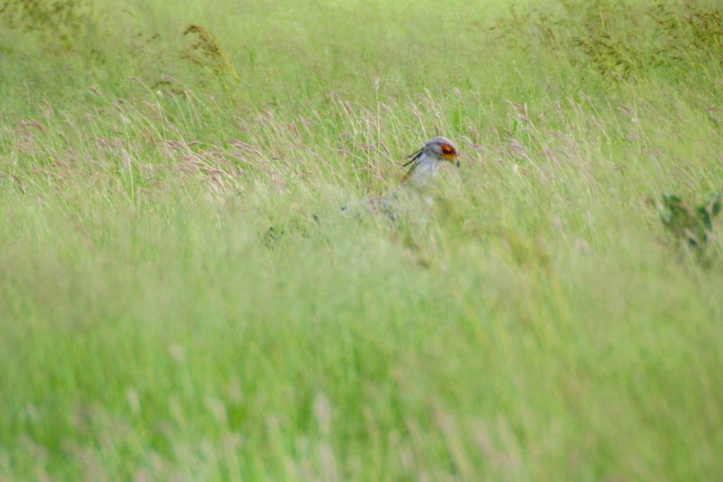 a bird is sitting in the tall grass