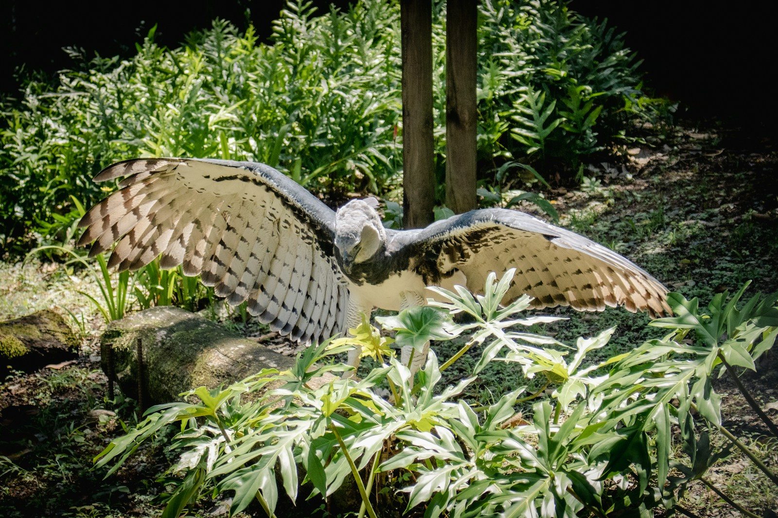 How the harpy eagle became powerful enough to hunt monkeys high in the rainforest canopy