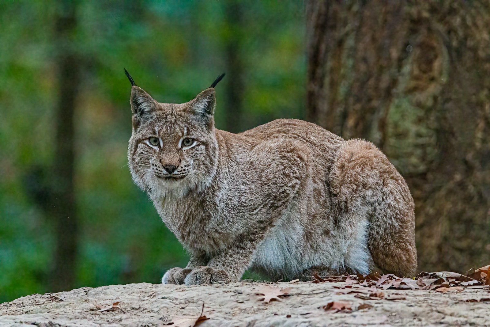 Pet lynx attack leaves neighbor hurt, and owner held responsible