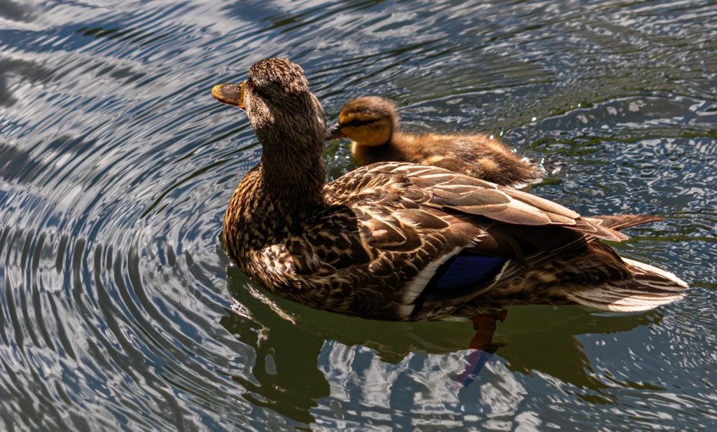 A couple of ducks floating on top of a lake