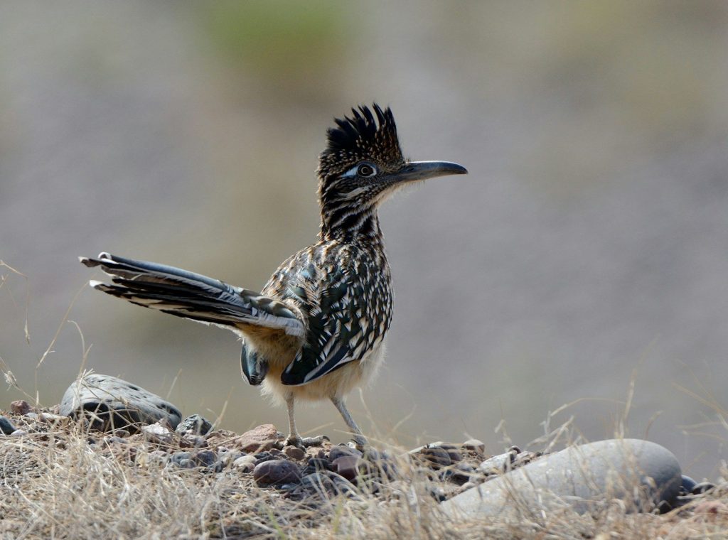a bird standing on top of a dry grass field