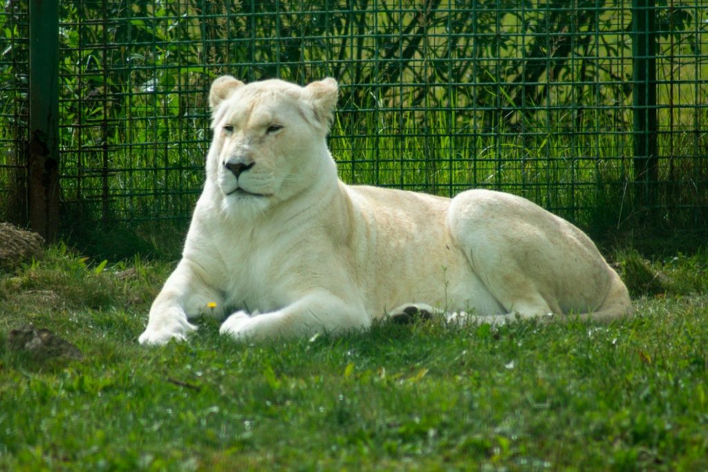 a large white tiger laying on top of a lush green field