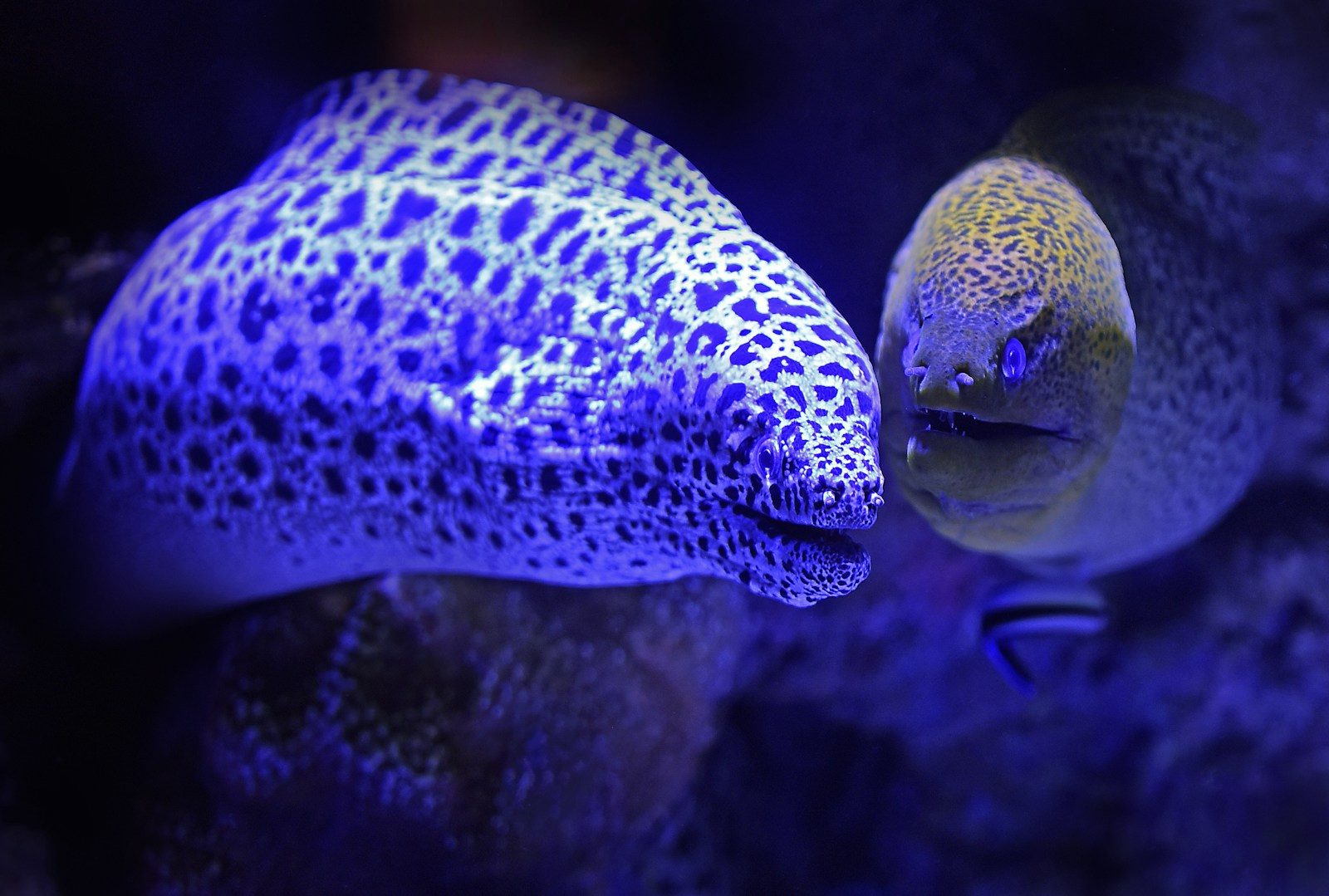 These fish have evolved some of the strangest hunting tools