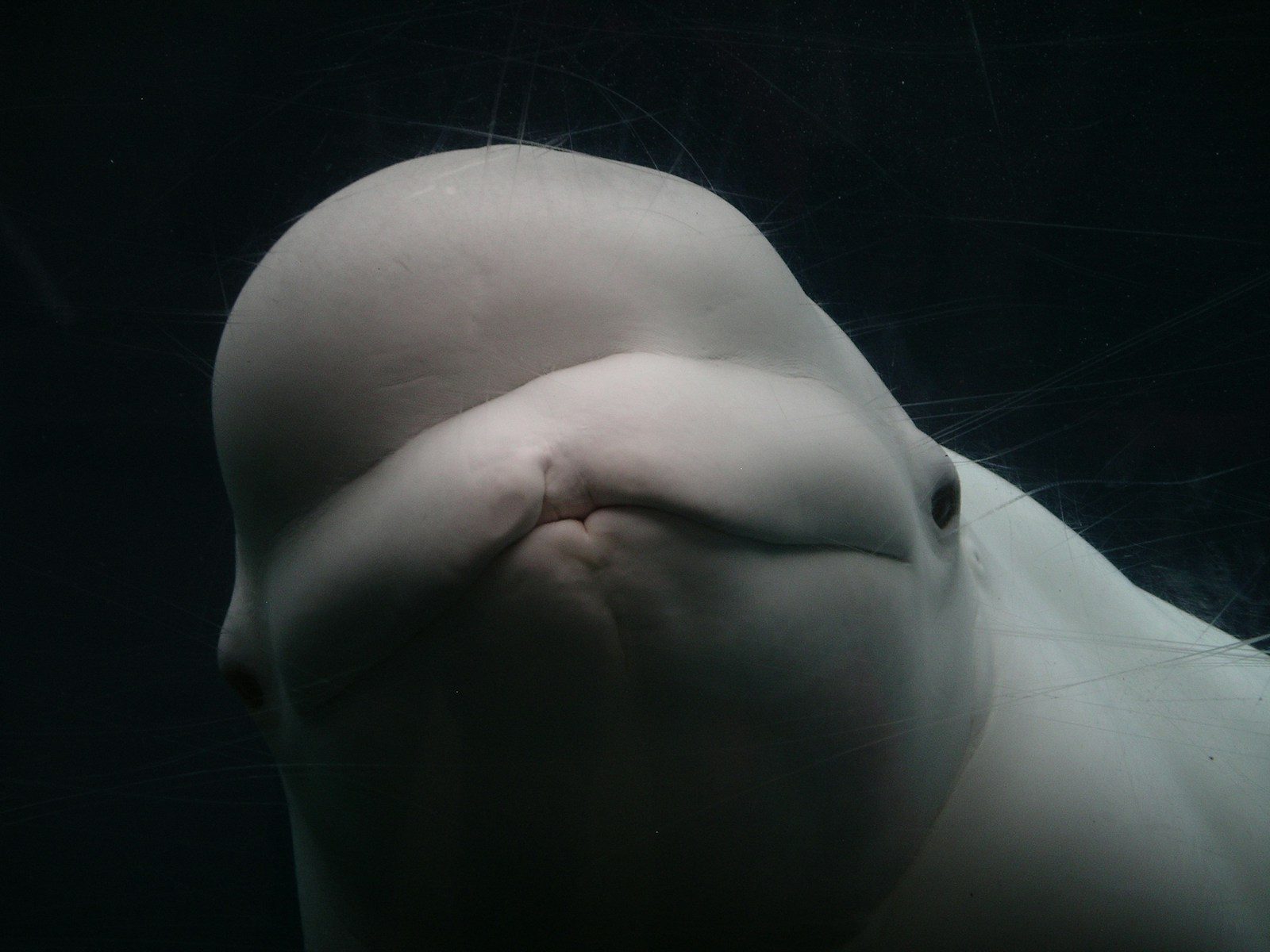 The rescue of six beluga whales from a deserted theme park
