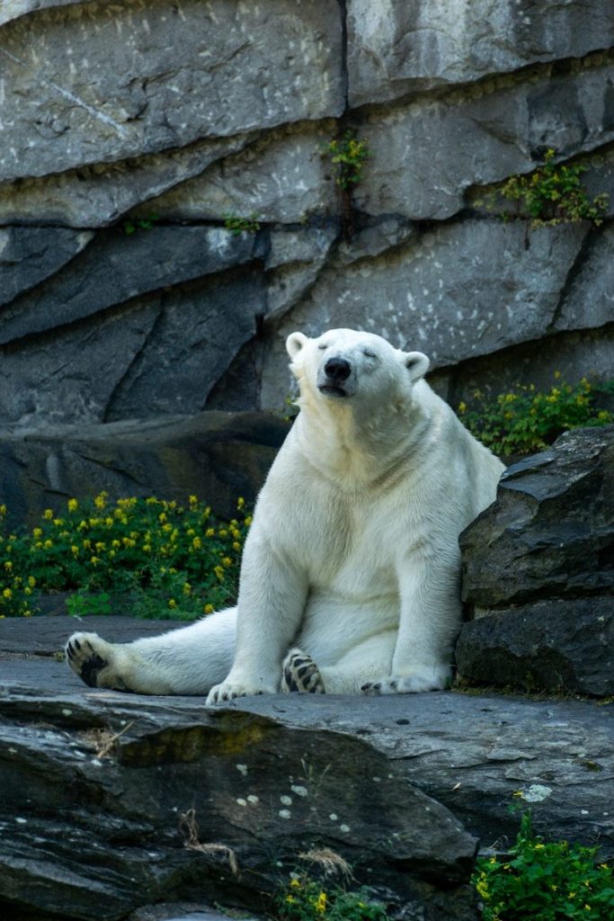 a polar bear is sitting on a rock