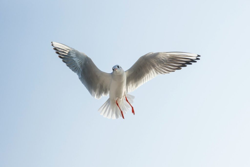 a bird flying in the sky
