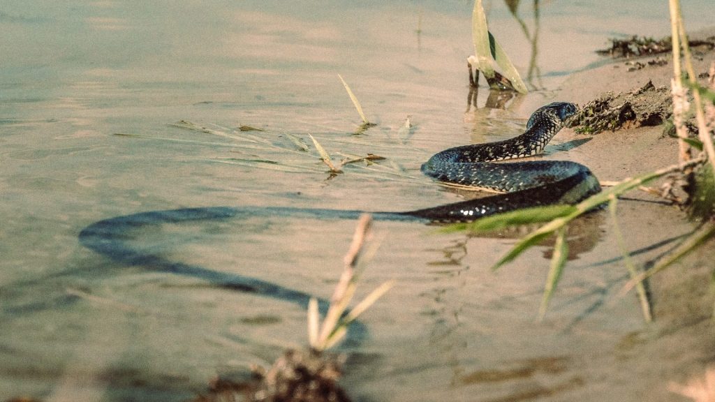 a snake is in the water near the shore