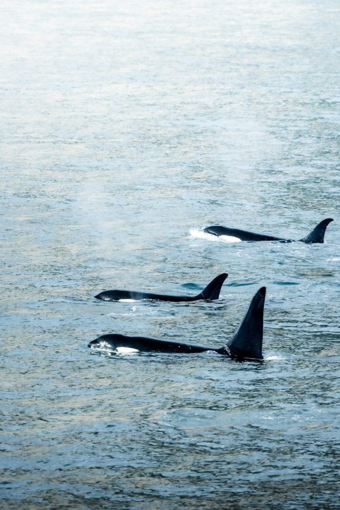a group of orca swimming in a body of water
