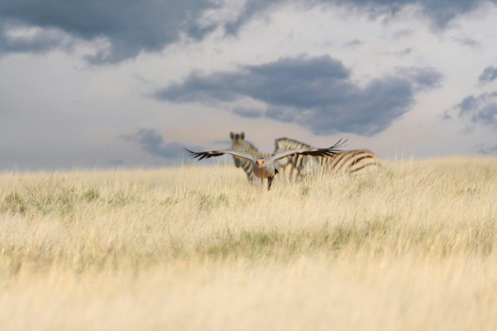 two zebras in a field with a cloudy sky in the background