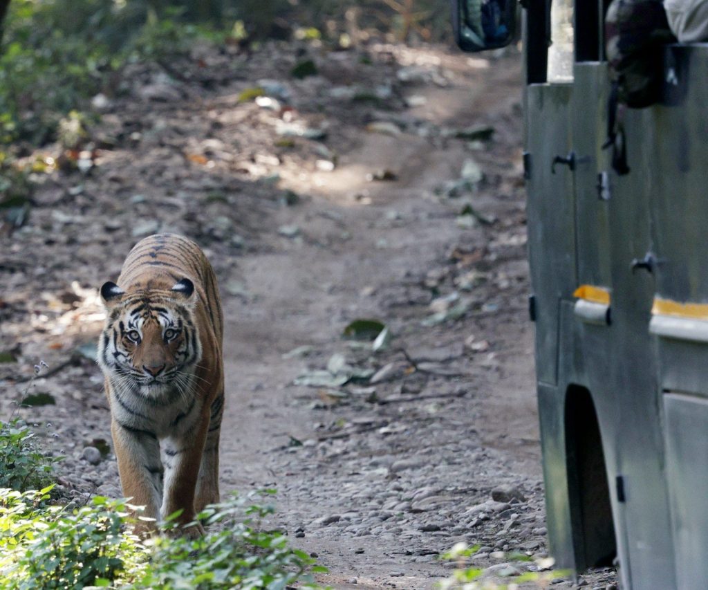 Tiger walks on a dirt path near a safari vehicle.