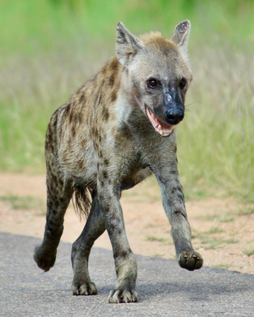 a hyena running across a road with its mouth open