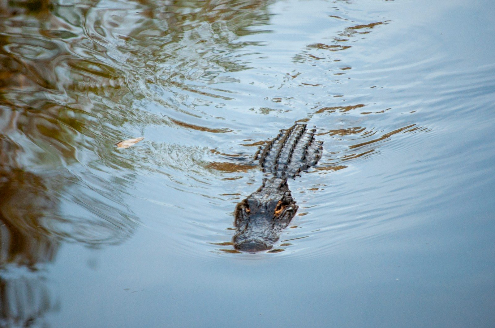 Boyfriend speaks about woman’s final moments after fatal alligator attack