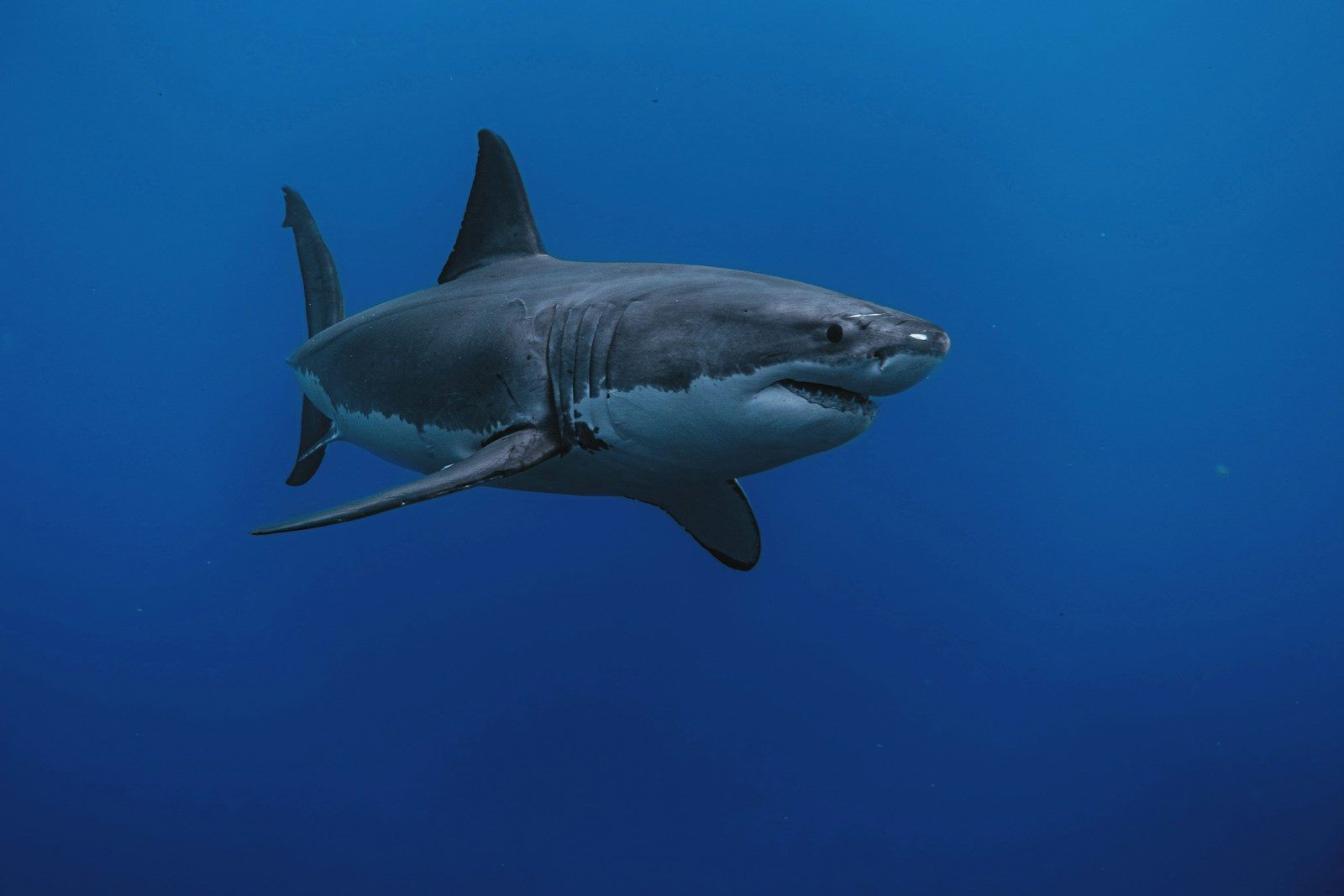 Great white shark attack claims swimmer’s life near Rottnest Island