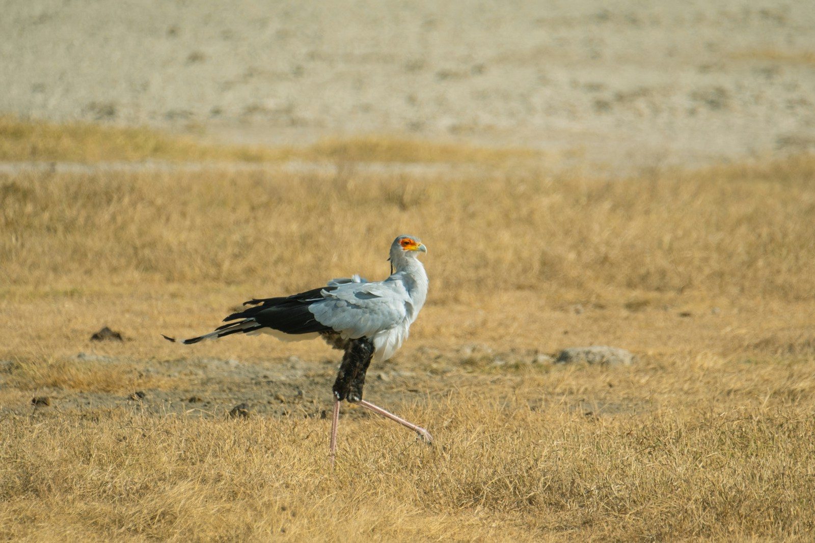 Africa’s deadliest bird defeats cobras without using its beak