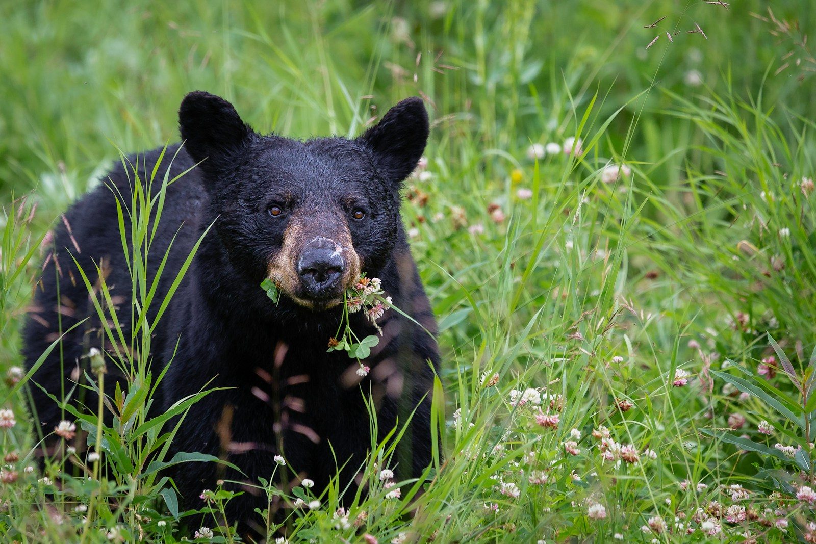 Fatal black bear attack on woman lasted about an hour, officials say