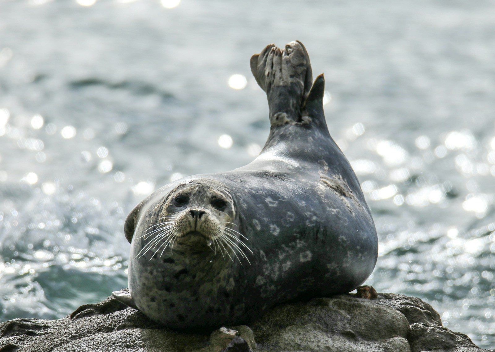 This poor seal thought he was going to die until rescuers stepped in