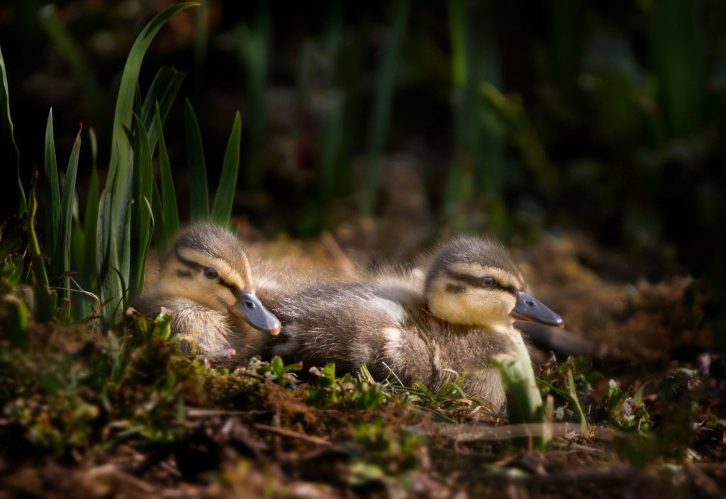 a couple of ducks that are sitting in the grass