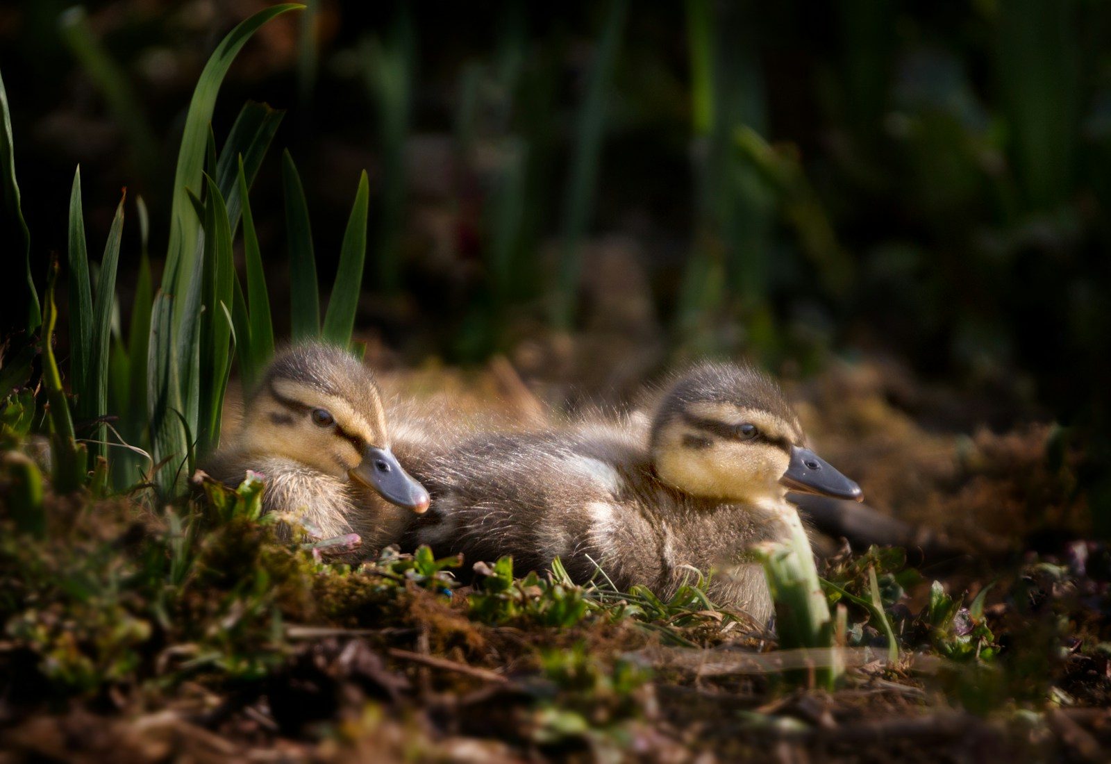 Tiny ducklings trapped on a busy highway get an unexpected rescue