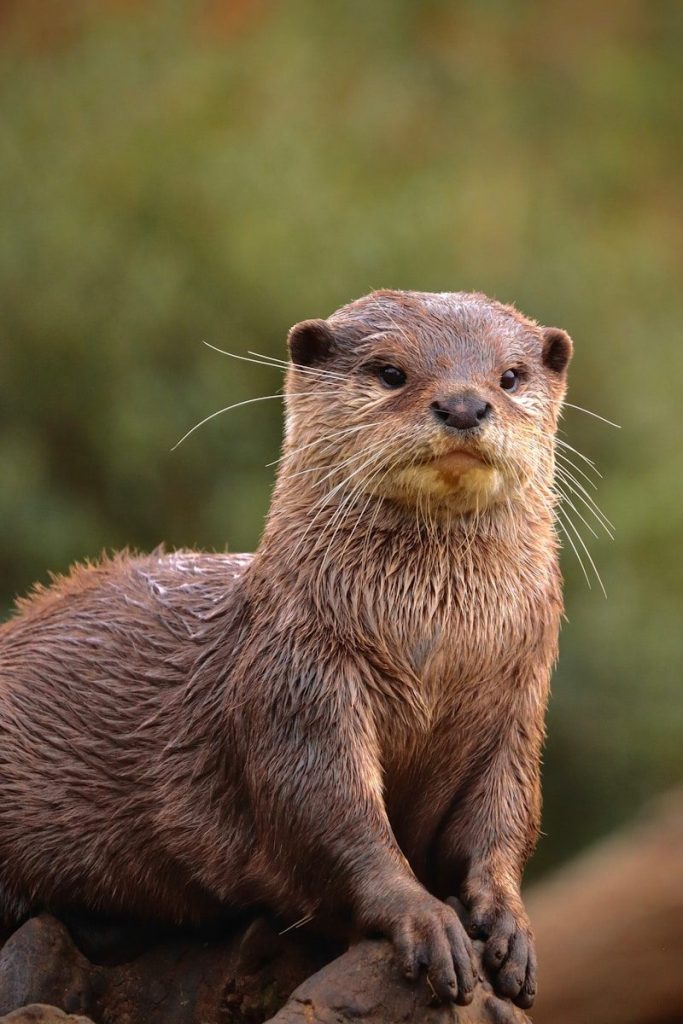 a wet otter sitting on top of a rock
