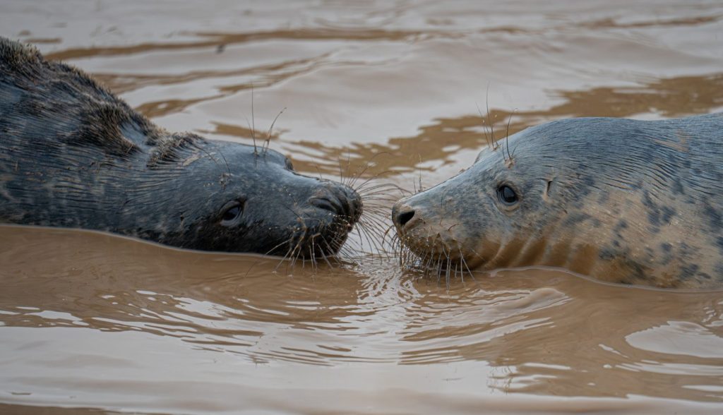Two seals swimming in murky water
