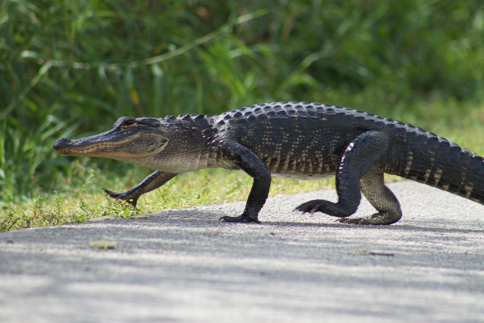 Watch an alligator turn the tables on an invasive Burmese python
