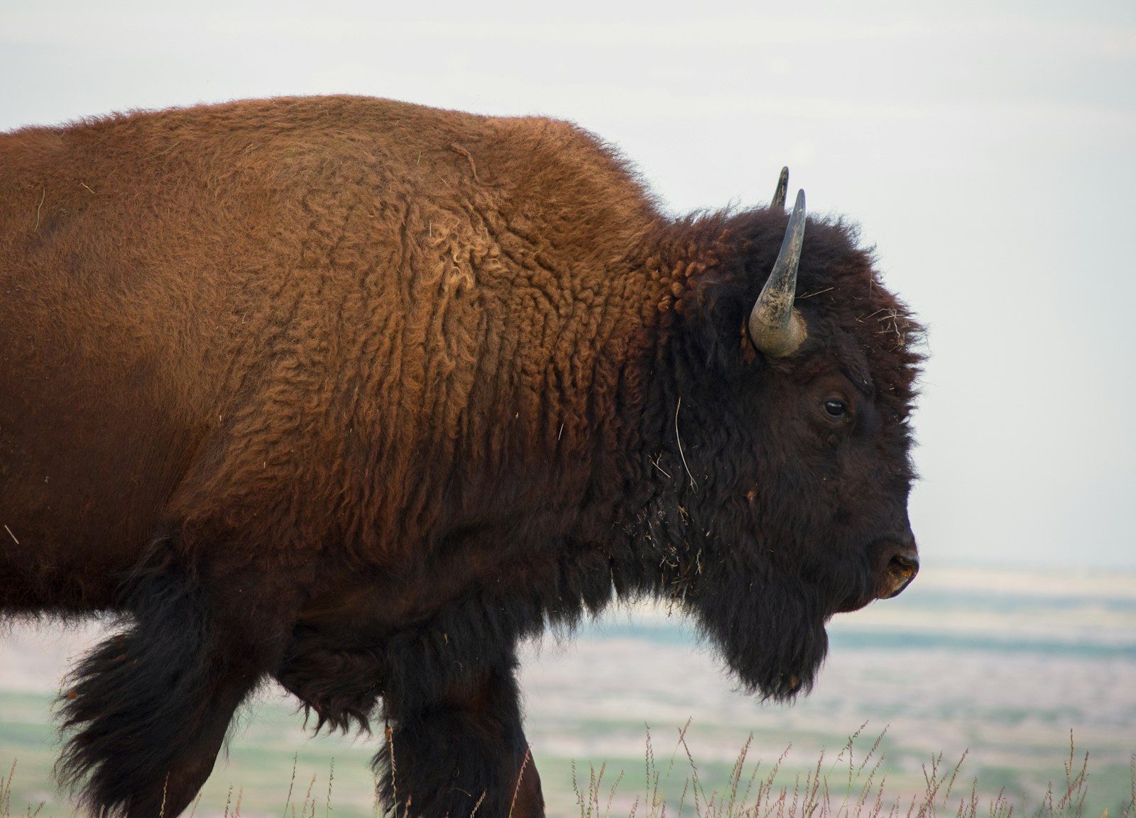 Yellowstone bison attack victim identified as details of severe injuries emerge