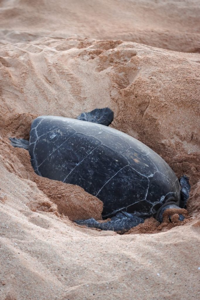 a baby turtle crawling out of the sand