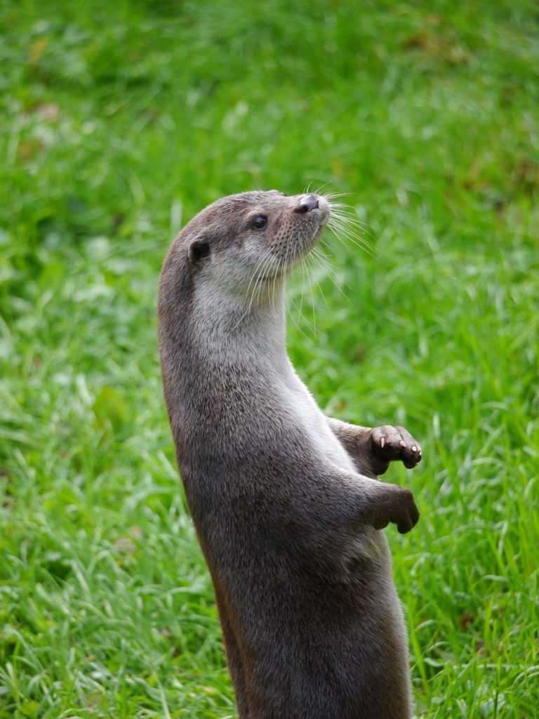 An animal standing on its hind legs in the grass