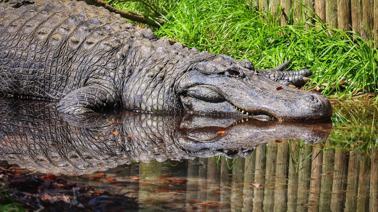 The giant alligator that challenged every wildlife expert