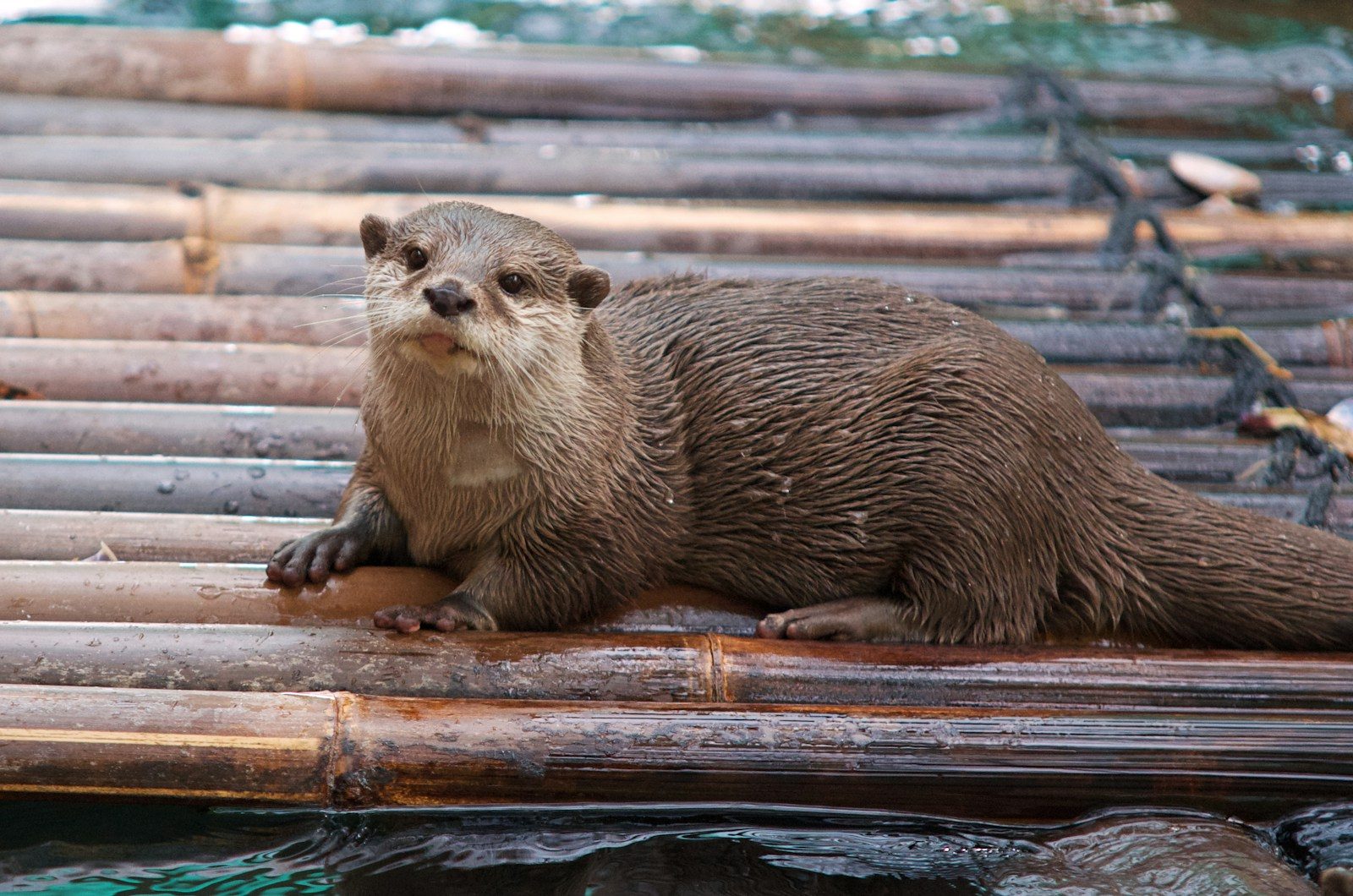 The heartwarming reunion between a kayaker and his rescued otter