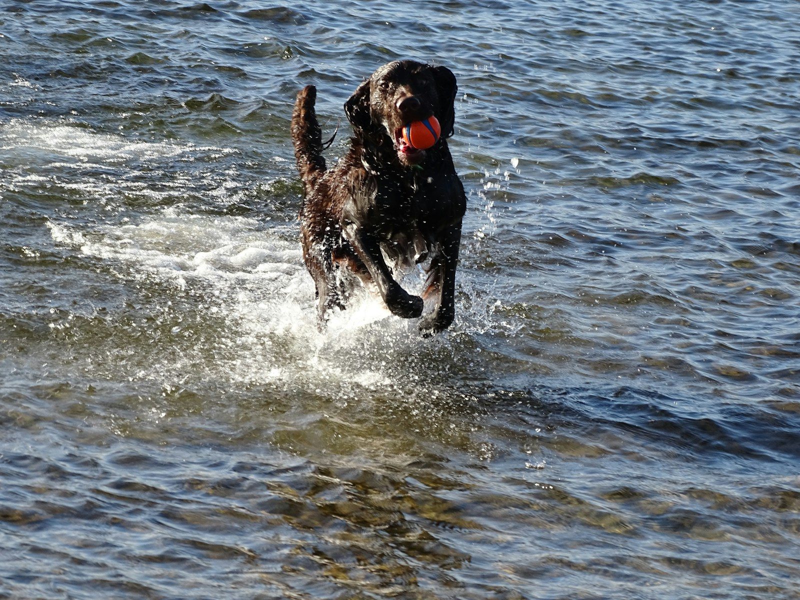 Dog bites shark tail in rare encounter