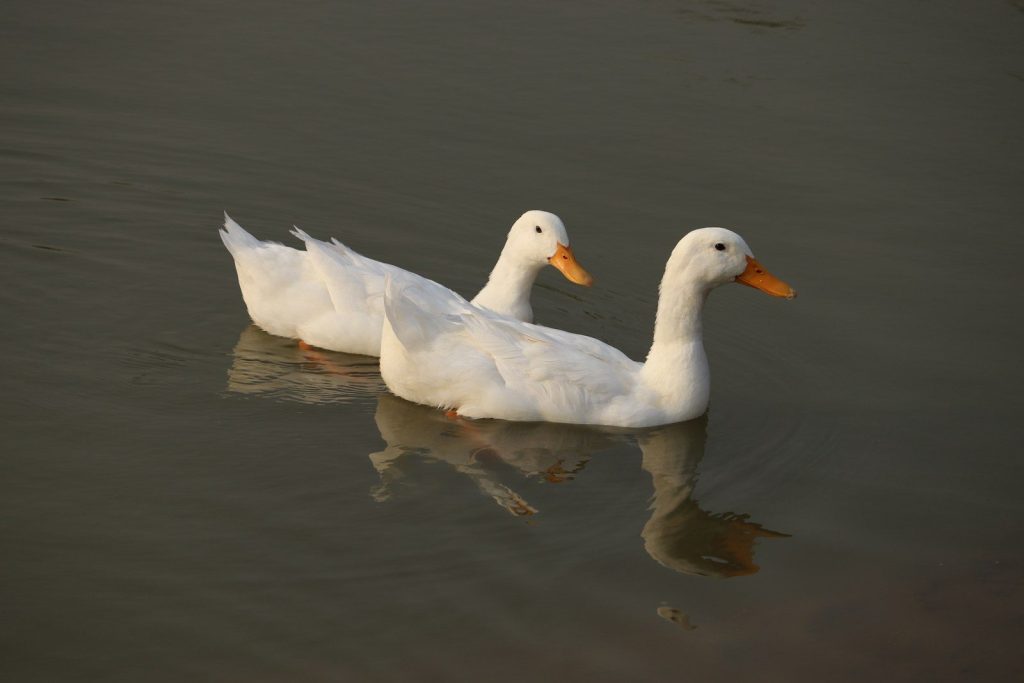 a couple of white ducks floating on top of a lake