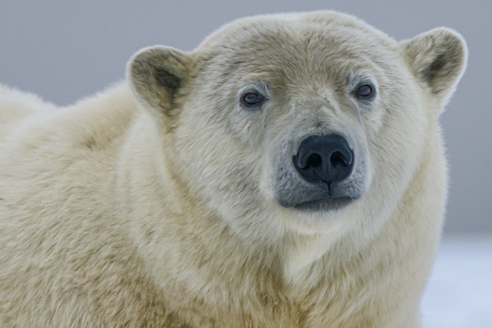Animal populations threatened by habitat loss and climate change