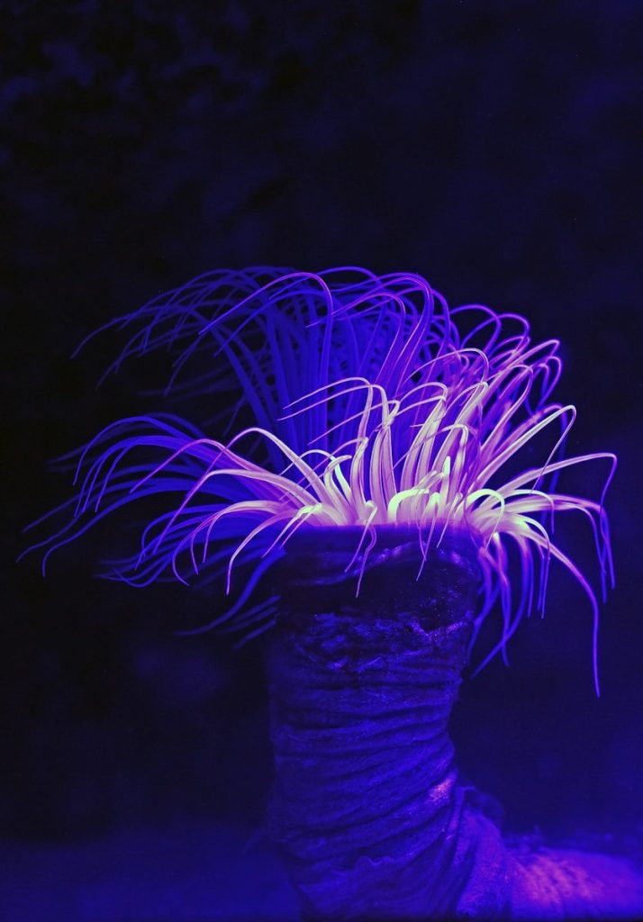 purple long leafed plant
