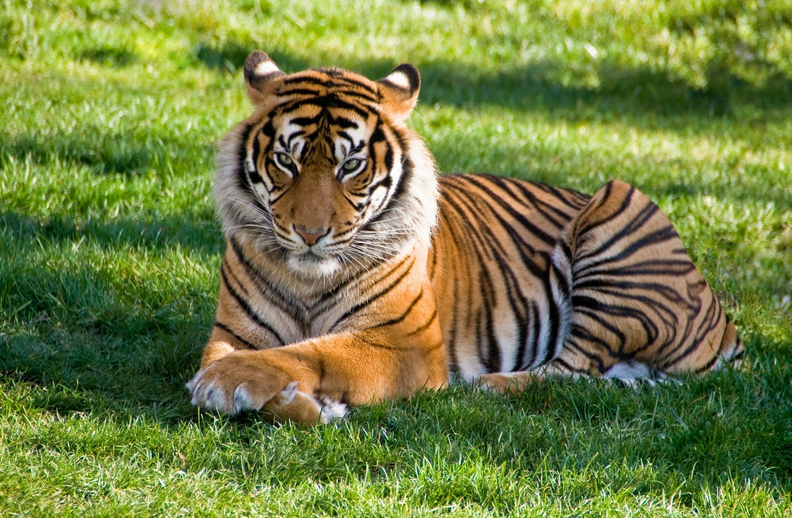 A woman leaves her car during an argument with her boyfriend and is pulled away by a Siberian tiger