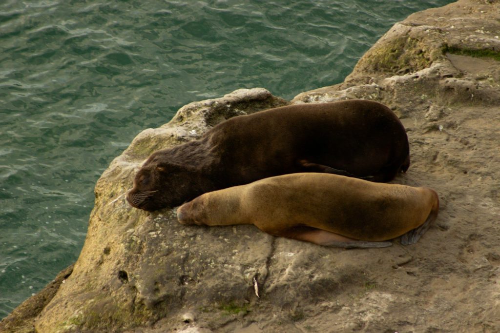 a couple of animals that are laying on some rocks