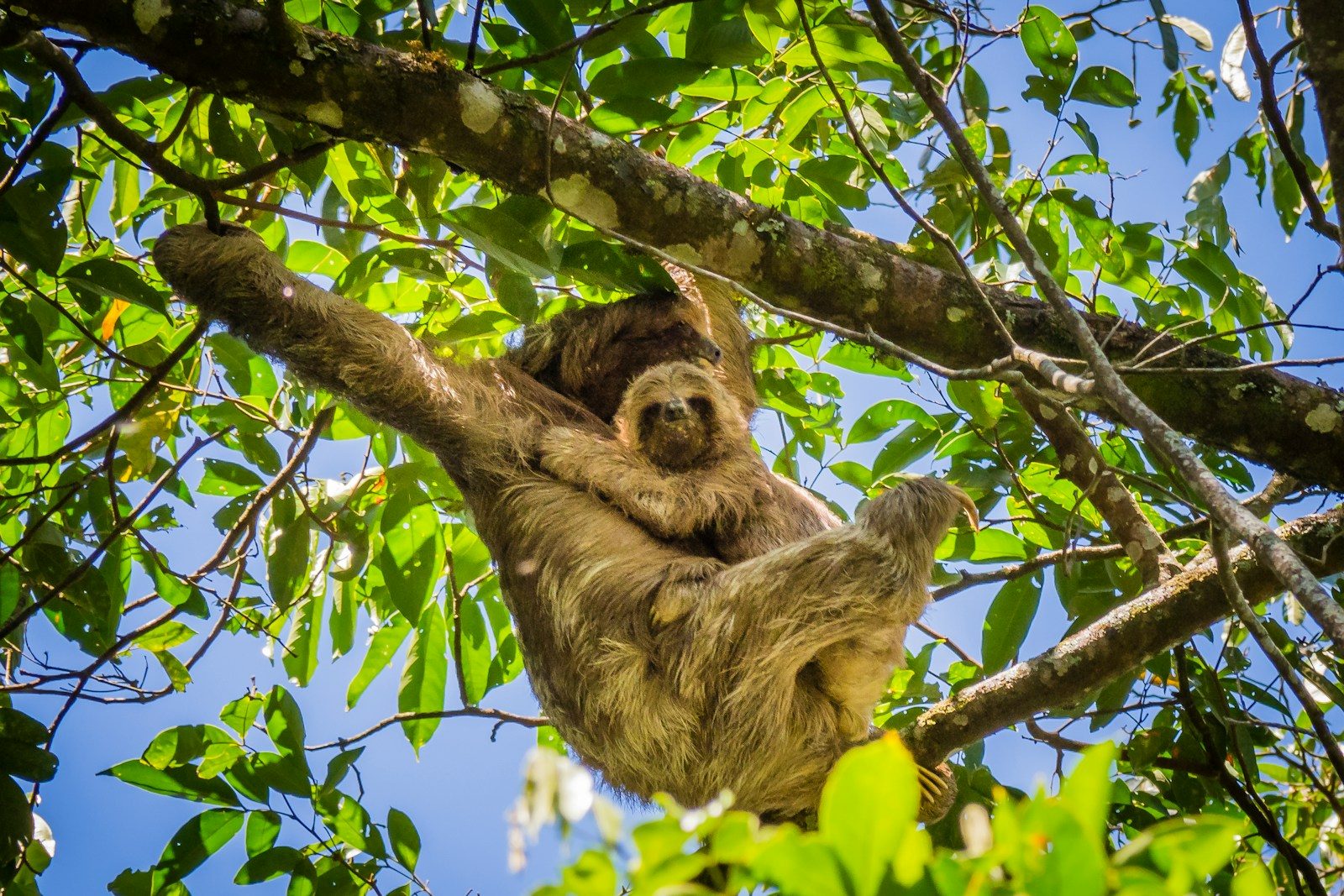 Why sloths can survive falls that would injure most animals